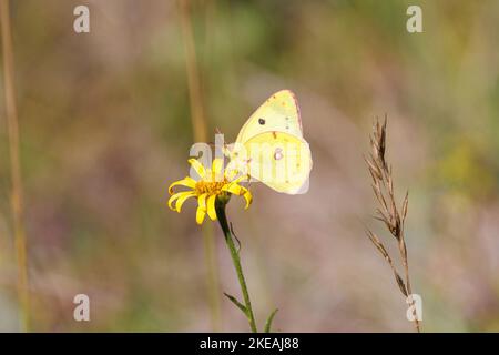 Giallo pallido nuvoloso (Colias hyale), nettare succhiante su un fiore giallo, vista laterale, Germania, Baviera Foto Stock