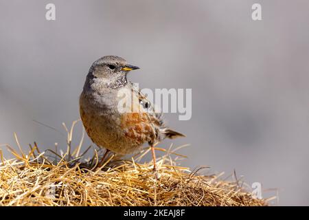 Accento alpino (Prunella Collaris), si trova in un prato alpino, Svizzera, Vallese, Alpi Vallesi Foto Stock