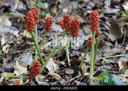 Signori-e-Signore, arrowroot portland, cucucucoopint (Arum maculatum), infuuttescenze con frutti rossi maturi, Germania, Baviera Foto Stock