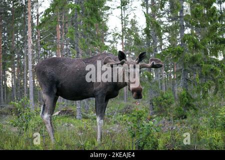 alce, alce europee (Alces alces alces), maschio ai margini di una foresta di abete rosso, Svezia, Mjaellom, Angermanland Foto Stock