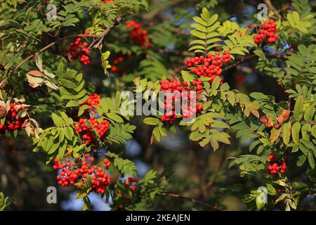 Cenere di montagna europea, albero di rowan (Sorbus aucuparia), frutti rossi e foglie, Paesi Bassi, Overijssel, Weerribben-Wieden Parco Nazionale Foto Stock