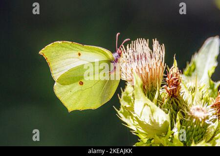 Brimstone (Gonepteryx rhamni), maschio succhia nettare da un cardo di cavolo fiore, Germania, Baviera Foto Stock