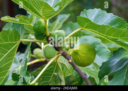 fico (Ficus carica), con frutti verdi di primavera e d'estate Foto Stock