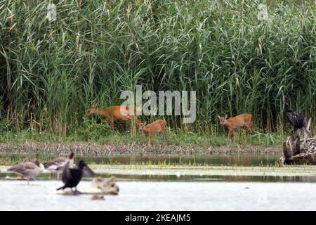 Capriolo, capriolo, capriolo occidentale, capriolo europeo (Capreolus capreolus), femmina del cervo con due faine che pascolano sulla riva del lago di fronte alla canna, Germania, Baviera, Foto Stock