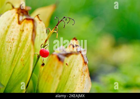 Giglio europeo (Convallaria majalis), frutto unico e foglie appassite, Germania, Renania settentrionale-Vestfalia Foto Stock