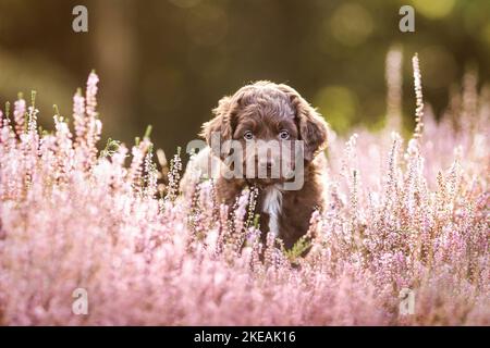 Puppy in miniatura-Australiano-Pastore-Mongrel Foto Stock