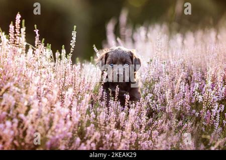 Puppy in miniatura-Australiano-Pastore-Mongrel Foto Stock
