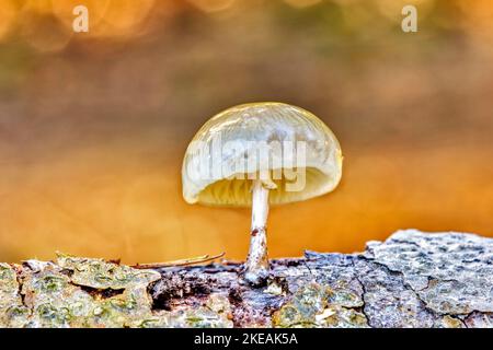 Fungo di porcellana (Oudemansiella mucida, Mucidula mucida), corpo fruttato su tronco di faggio, Germania, Renania settentrionale-Vestfalia Foto Stock