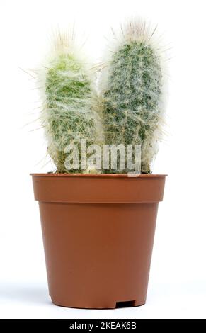 Cactus oblungo e peloso in una pentola marrone su sfondo bianco. Cappellino del vescovo di Astrophytum miriostigma Foto Stock