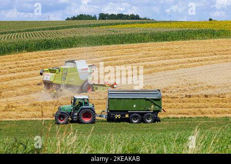 Mietitrebbia per la raccolta del grano su un campo quasi raccolto di fronte al campo di mais, Germania, Baviera Foto Stock