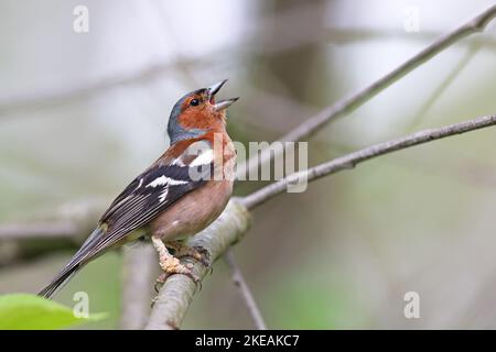 Chaffinch (Fringilla coelebs), cantando maschio con adenoidi causati da papillomavirus (Papillomatosi), Svezia, Oeland, Degerhamn Foto Stock