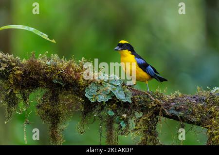 Un primo piano di una tanager di montagna dalle ali blu su un ramo di albero di legno con foglie verdi sullo sfondo Foto Stock