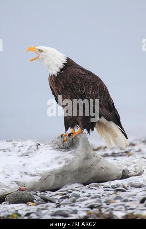 Aquila calva americana (Haliaeetus leucocephalus), si siede su ghiaccio chiamando, Stati Uniti, Alaska, Kachemak Bay Foto Stock