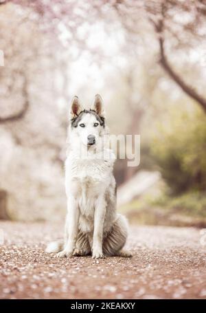 Udienza Siberian Husky Foto Stock
