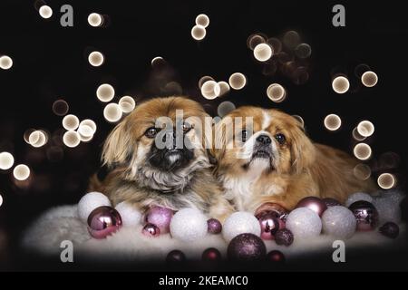 Pekinese menzogne Foto Stock