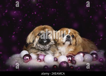 Pekinese menzogne Foto Stock