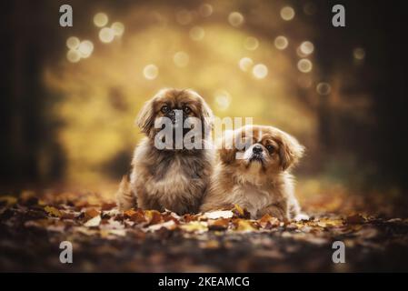 Pekinese Foto Stock