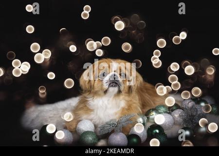 Pekinese menzogne Foto Stock