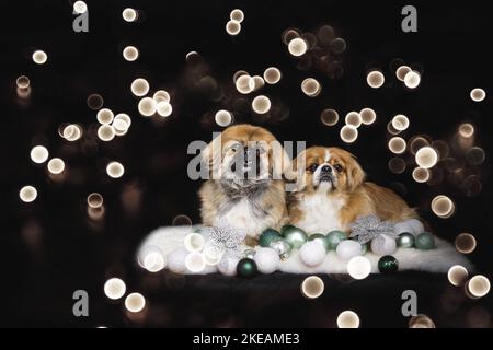 Pekinese menzogne Foto Stock