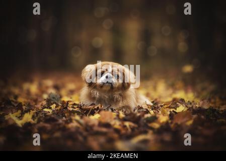 Pekinese menzogne Foto Stock