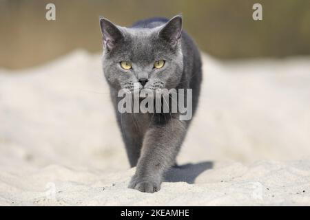 Camminare British Shorthair Foto Stock