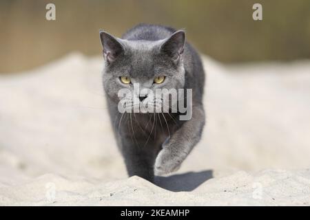 Camminare British Shorthair Foto Stock