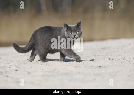 Camminare British Shorthair Foto Stock