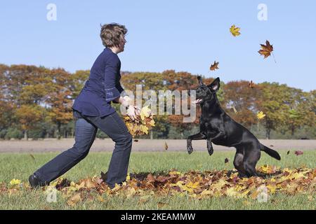 Donna con Labrador Retriever Foto Stock