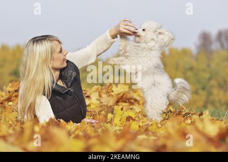 Donna con Powderpuff cinese crested Foto Stock