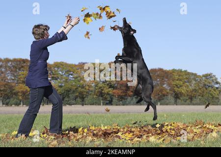 Donna con Labrador Retriever Foto Stock