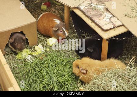 Guinea Pig Foto Stock