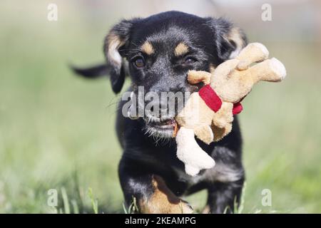 Esecuzione Dachshund-Mongrel Puppy Foto Stock