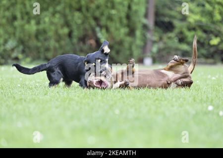 Giocare a 2 cani Foto Stock