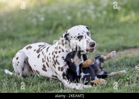 Dachshund-Mongrel Puppy con Dalmazia Foto Stock