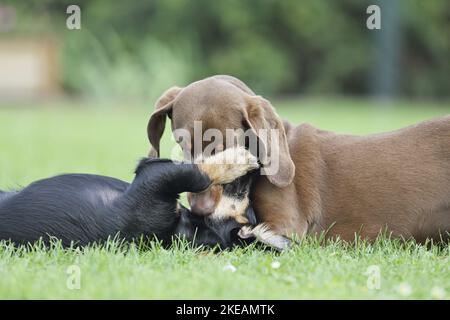 Giocare a 2 cani Foto Stock