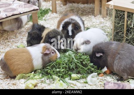 Guinea Pig Foto Stock