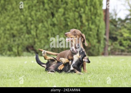 Giocare a 2 cani Foto Stock