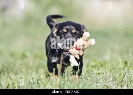 Dachshund-Mongrel Puppy a piedi Foto Stock
