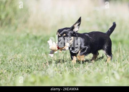 Giocare Dachshund-Mongrel Puppy Foto Stock