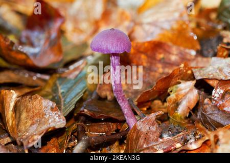 Piccolo fungo di colore viola, un ingannatore di Ametista, tra marrone, appassito, foglie cadute di Faggio Foto Stock