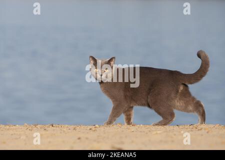 British Shorthair al lago Foto Stock