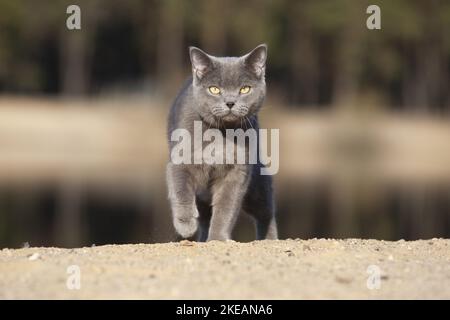 British Shorthair al lago Foto Stock