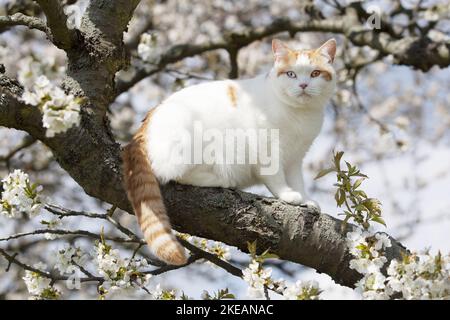 Udienza British Shorthair Foto Stock