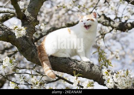Udienza British Shorthair Foto Stock