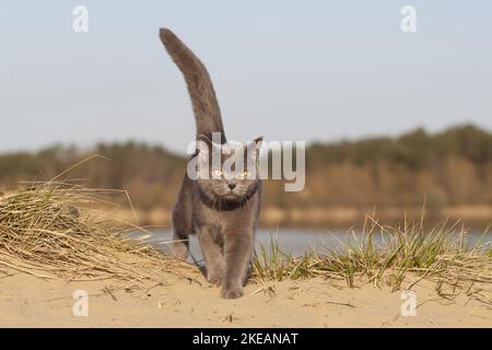 British Shorthair al lago Foto Stock