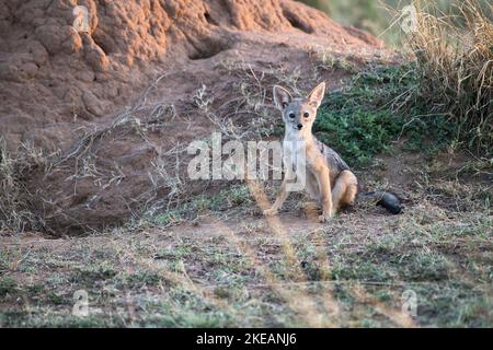 Il nero-backed o il argento-backed il jackal (mesomelas del Canis) cub fuori del den in un tumulo di termite. Foto Stock