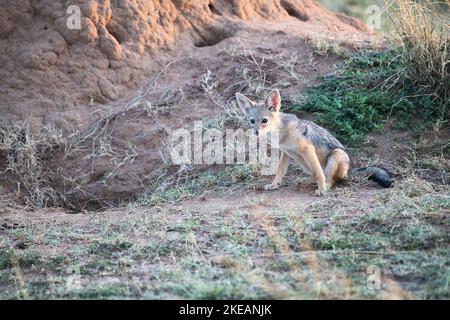 Il nero-backed o il argento-backed il jackal (mesomelas del Canis) cub fuori del den in un tumulo di termite. Foto Stock