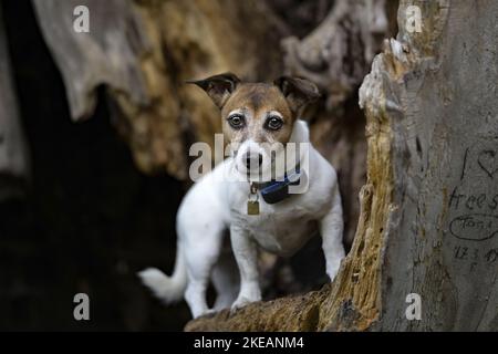 Standing Jack Russell Terrier Foto Stock