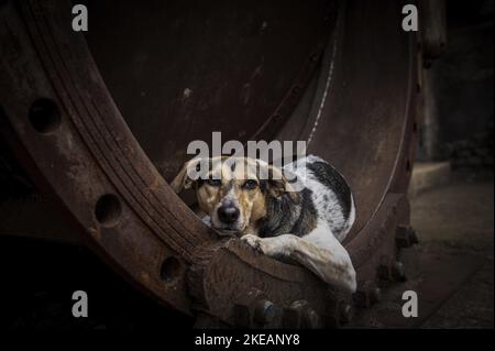 Hound-Mongrel sdraiato Foto Stock