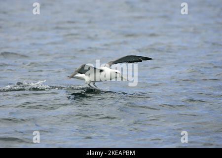 Timido albatross Thalassarche cauta atterraggio sul mare Nuova Zelanda Foto Stock